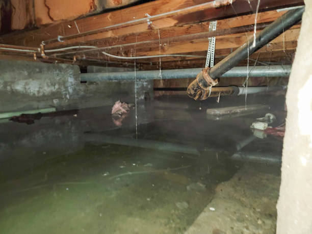 Best Basement water damage restoration  in Sibley, LA