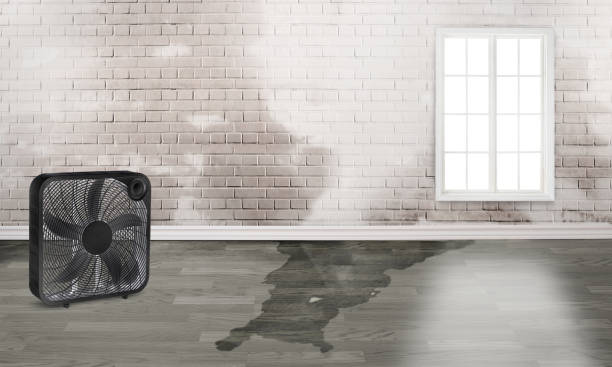 Best Local water damage restoration  in Sibley, LA
