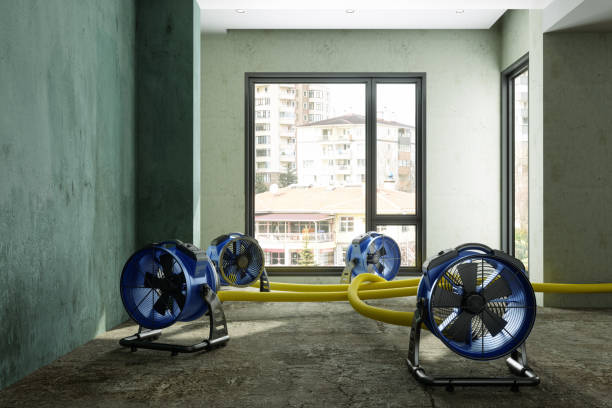Best Professional water damage repair  in Sibley, LA